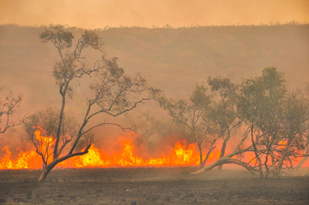 Photo depicting bushfires